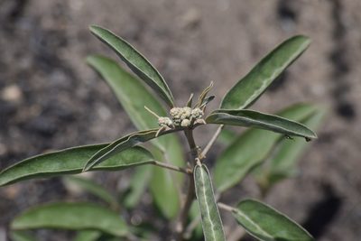 Croton californicus, photographed by velodrome