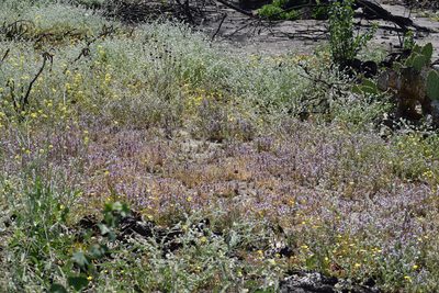 Navarretia hamata, photographed by velodrome