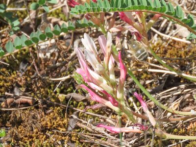 Astragalus monspessulanus, photographed by Emanuele Santarelli