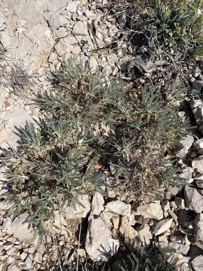 Astragalus tragacantha, photographed by Oliver S.
