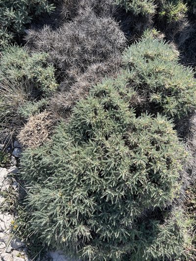 Astragalus tragacantha, photographed by Oliver S.