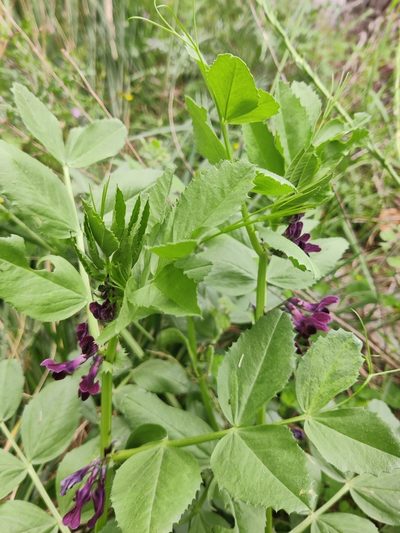 Vicia serratifolia, photographed by Riccardo Rocca