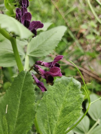 Vicia serratifolia, photographed by Riccardo Rocca