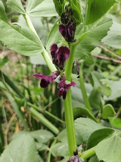 Vicia serratifolia, photographed by Riccardo Rocca