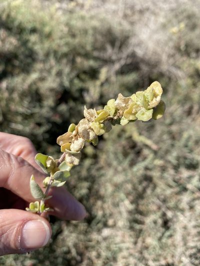 Atriplex vestita, photographed by Christina