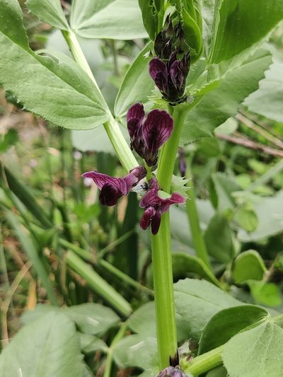 Vicia serratifolia, photographed by Riccardo Rocca