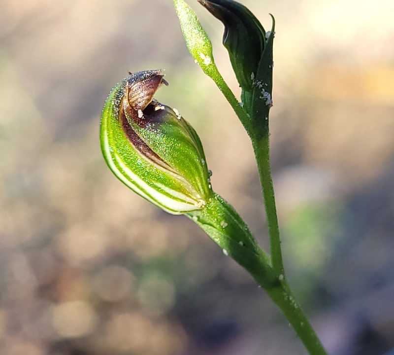Pterostylis furva, photographed by Eamonn Culhane