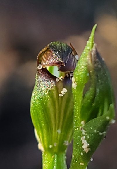 Pterostylis furva, photographed by Eamonn Culhane