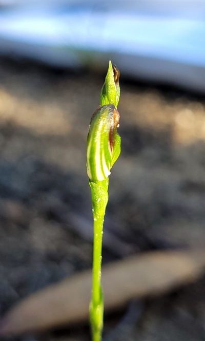 Pterostylis furva, photographed by Eamonn Culhane