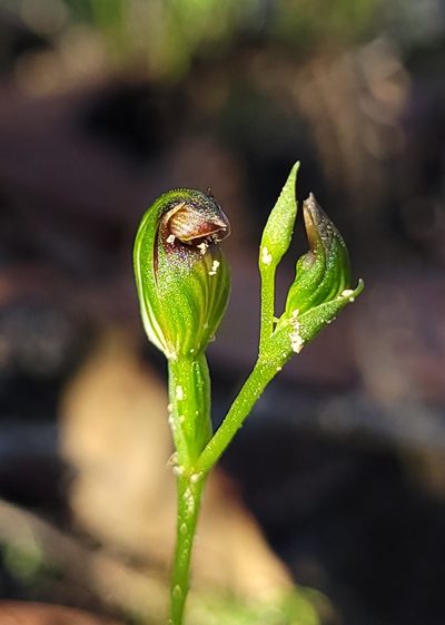 Pterostylis furva, photographed by Eamonn Culhane