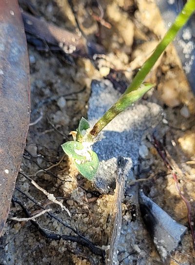 Pterostylis furva, photographed by Eamonn Culhane