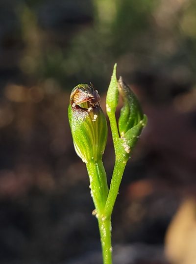 Pterostylis furva, photographed by Eamonn Culhane