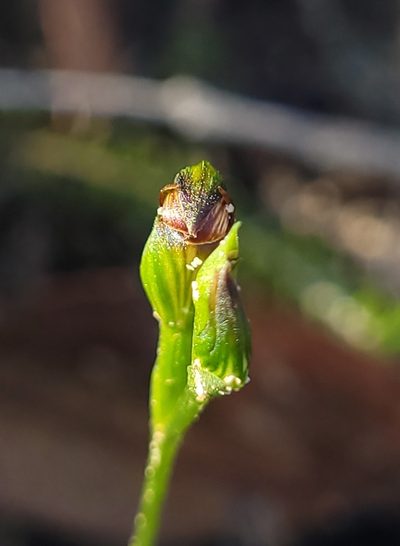 Pterostylis furva, photographed by Eamonn Culhane