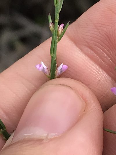 Muraltia leptorhiza, photographed by Ren Hoekstra