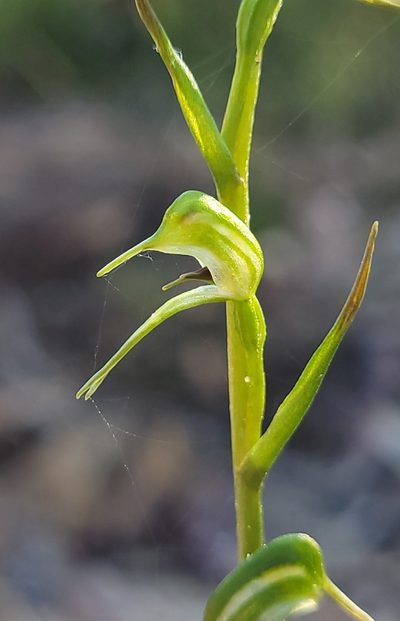 Pterostylis daintreana, photographed by Eamonn Culhane