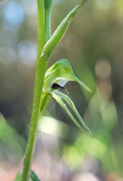 Pterostylis daintreana, photographed by Eamonn Culhane