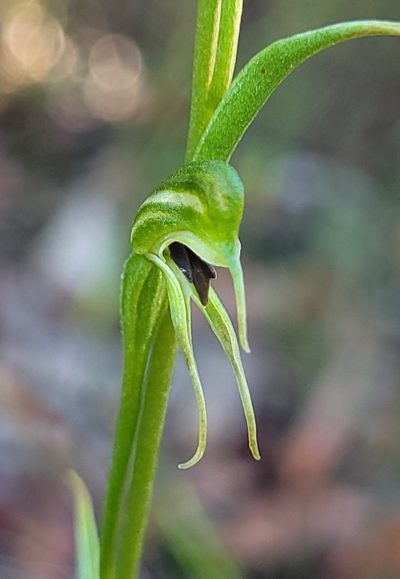 Pterostylis daintreana, photographed by Eamonn Culhane
