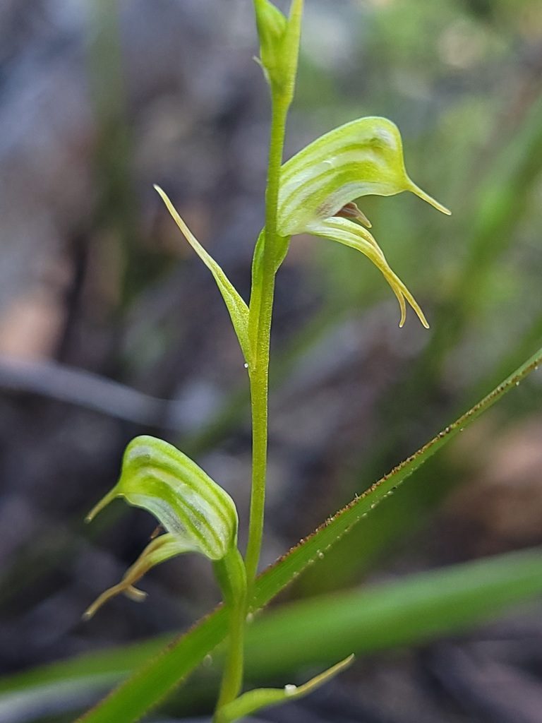 Pterostylis daintreana, photographed by Eamonn Culhane