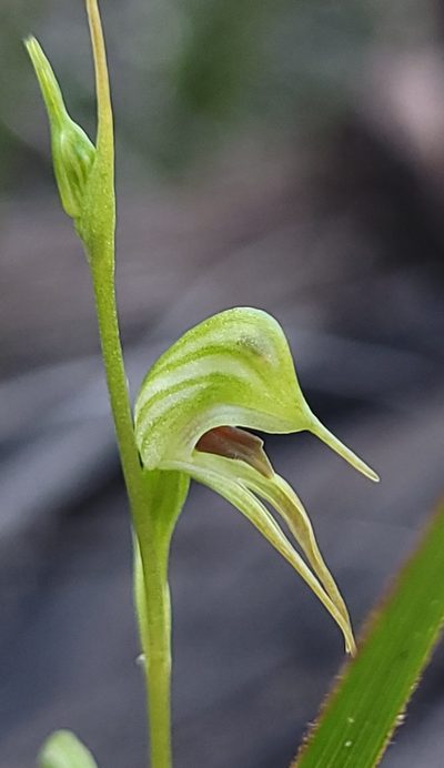 Pterostylis daintreana, photographed by Eamonn Culhane