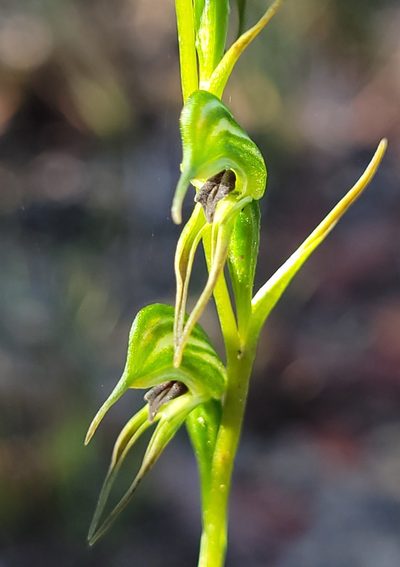 Pterostylis daintreana, photographed by Eamonn Culhane