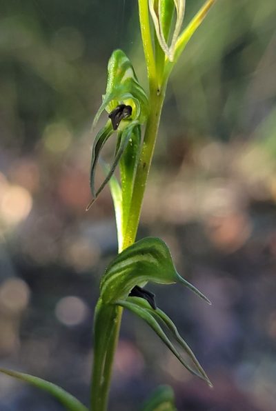 Pterostylis daintreana, photographed by Eamonn Culhane