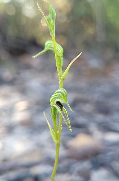 Pterostylis daintreana, photographed by Eamonn Culhane