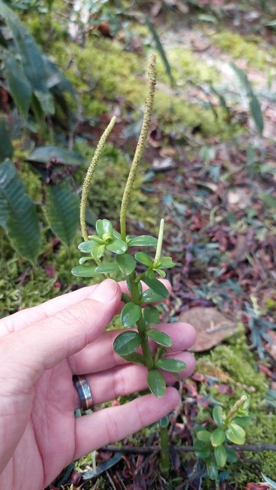 Peperomia ilaloensis, photographed by Juan Carlos Caicedo Hernández