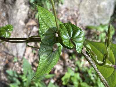 Dioscorea polystachya, photographed by Eli Dickerson