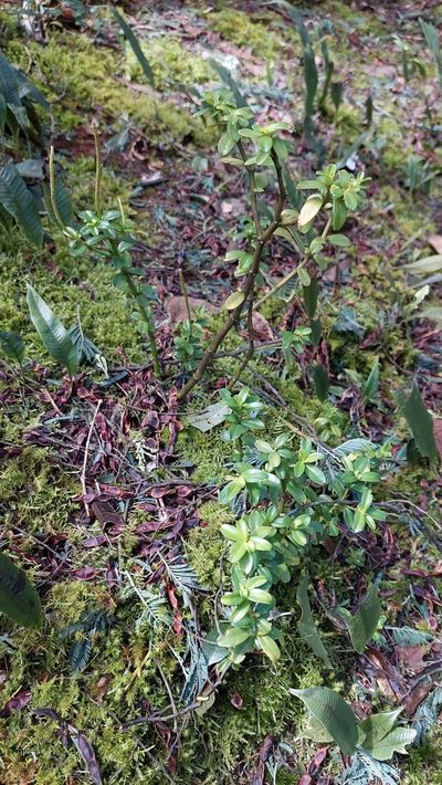 Peperomia ilaloensis, photographed by Juan Carlos Caicedo Hernández