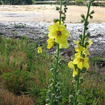 Verbascum virgatum, photographed by Max Mirel