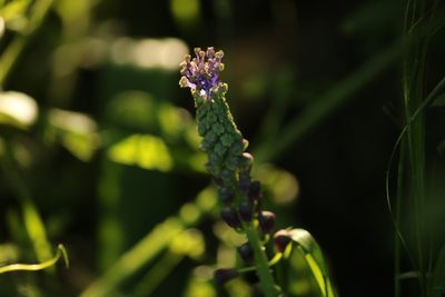 Muscari comosum, photographed by Serena De Santis