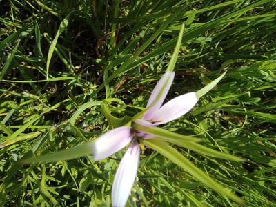 Geropogon hybridus, photographed by Sara Navarro