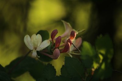 Lonicera caprifolium, photographed by Serena De Santis