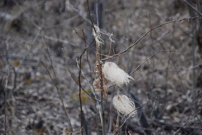Clematis tangutica, photographed by Syd Cannings