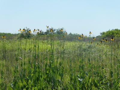 Rudbeckia maxima, photographed by Lisa Winnett-Pequeno