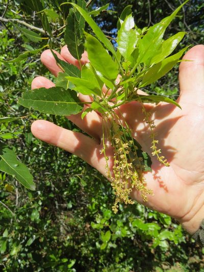 Quercus parvula, photographed by Garth Harwood