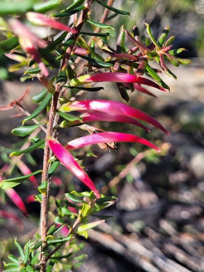 Styphelia tubiflora, photographed by Eamonn Culhane
