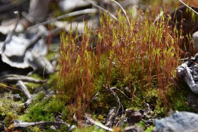 Ceratodon purpureus, photographed by Syd Cannings
