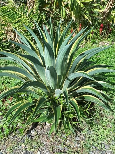 Agave horrida, photographed by Ignacio Quintero