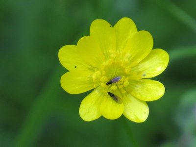 Ranunculus californicus, photographed by Garth Harwood