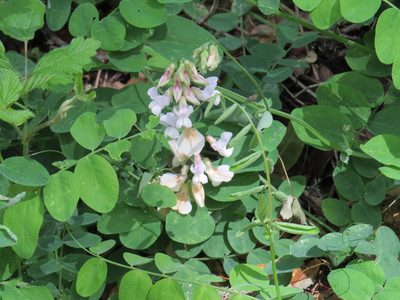 Lathyrus vestitus, photographed by Garth Harwood
