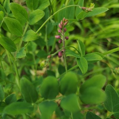 Lathyrus niger, photographed by olrett