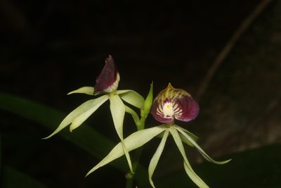 Prosthechea cochleata, photographed by Juan Cruzado Cortés