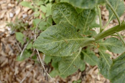 Atropa bella-donna, photographed by antrum