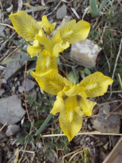 Iris potaninii, photographed by Pavel Borodin