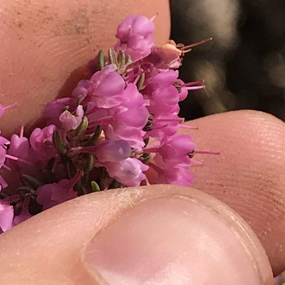 Erica seriphiifolia, photographed by Ren Hoekstra