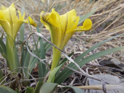 Iris potaninii, photographed by Pavel Borodin