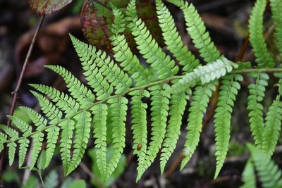 Polystichum setiferum, photographed by Марина Садыкова