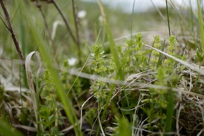 Cruciata glabra, photographed by antrum