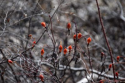 Rosa acicularis, photographed by Syd Cannings